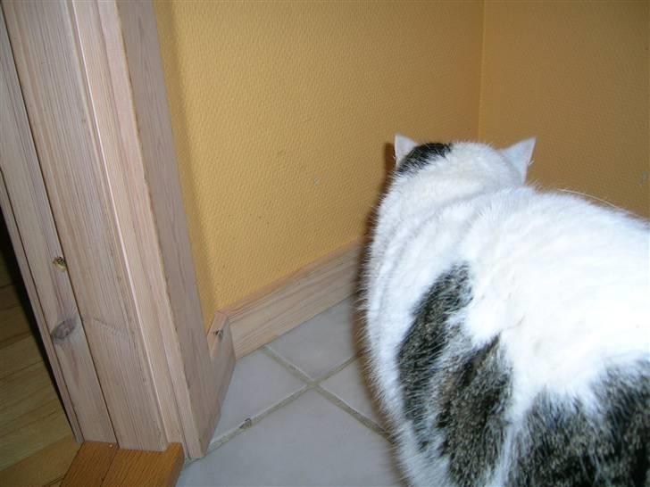 Huskat Susi billede 7