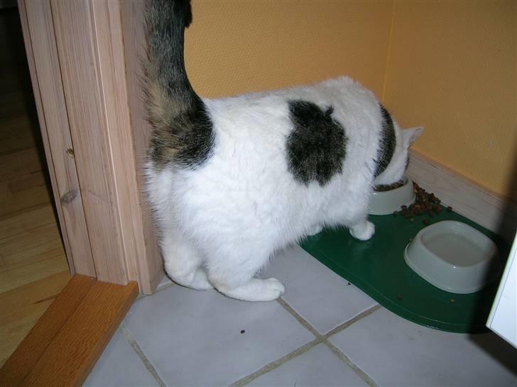 Huskat Susi billede 8