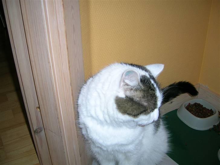 Huskat Susi billede 9