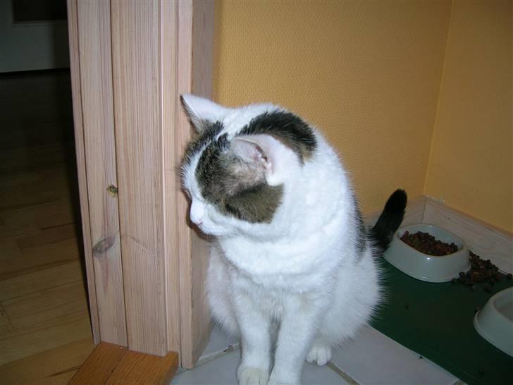 Huskat Susi billede 10