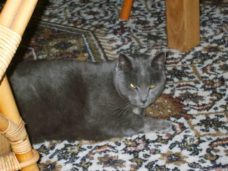 Huskat Leopold<3 aflivet;( - Leopold ligger på gulvtæppet:) billede 4