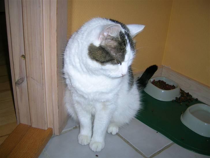 Huskat Susi billede 11