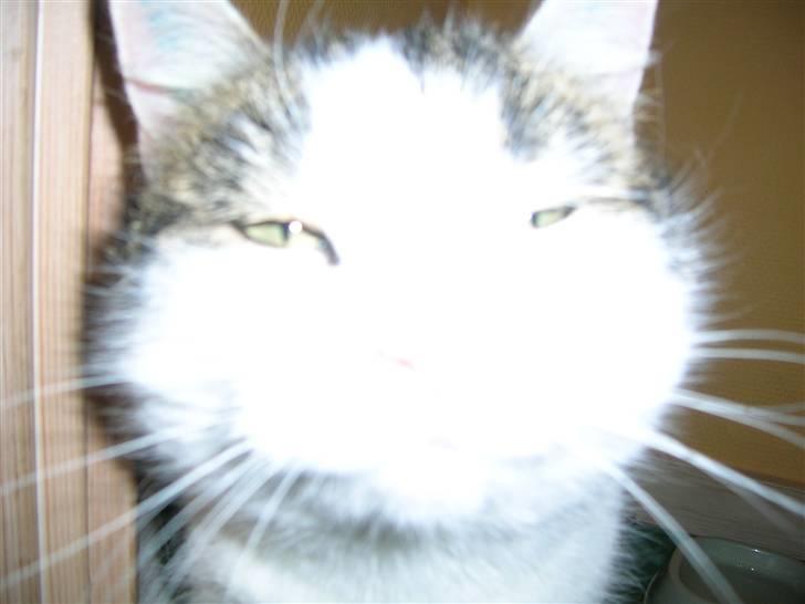 Huskat Susi billede 12