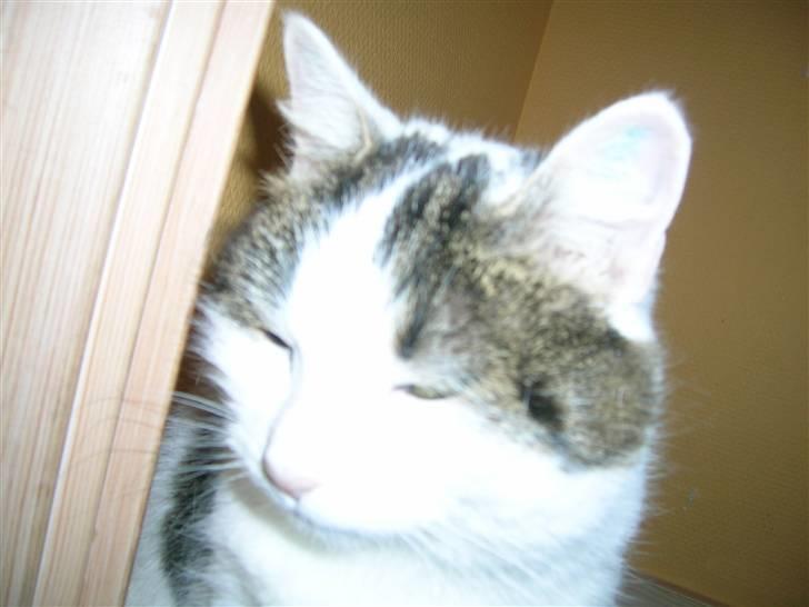 Huskat Susi billede 13