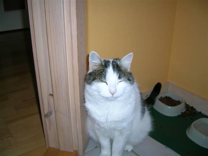 Huskat Susi billede 14