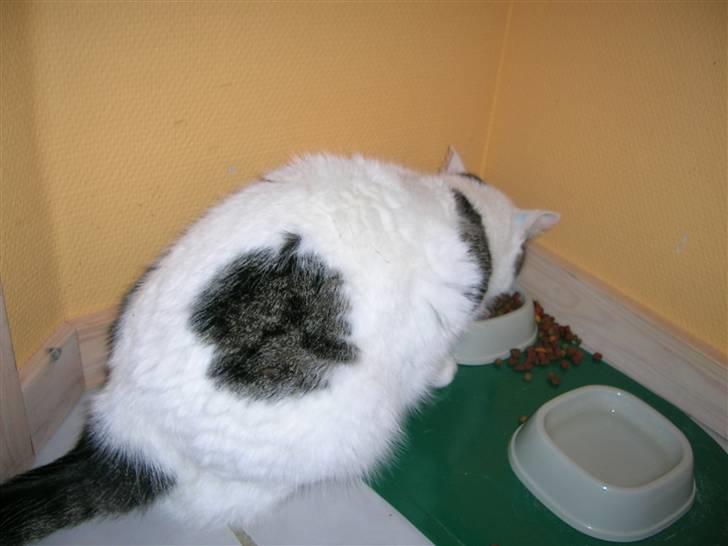 Huskat Susi billede 15