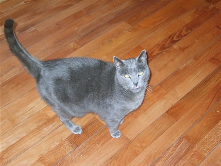 Huskat Leopold<3 aflivet;( - Smiiiiiiil:) billede 5