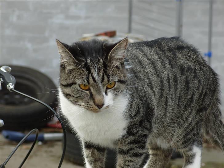 Huskat Simon billede 16