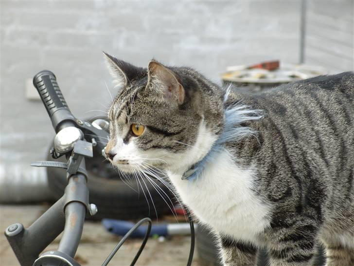 Huskat Simon billede 17