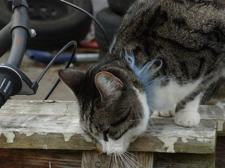 Huskat Simon billede 18