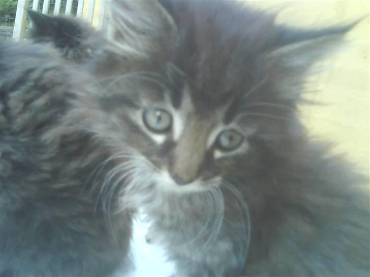 Blanding af racer Josefine billede 3