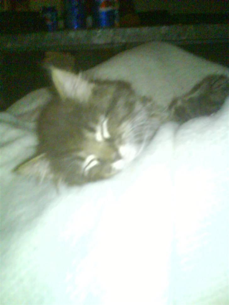 Blanding af racer Josefine billede 4