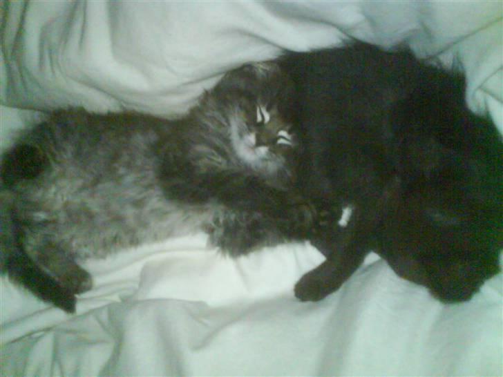 Blanding af racer Josefine billede 5