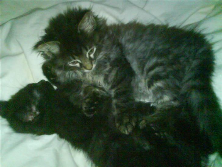 Blanding af racer Josefine billede 6