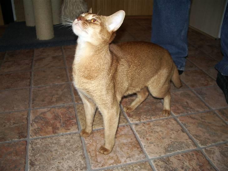 Abyssinier Alisia billede 1