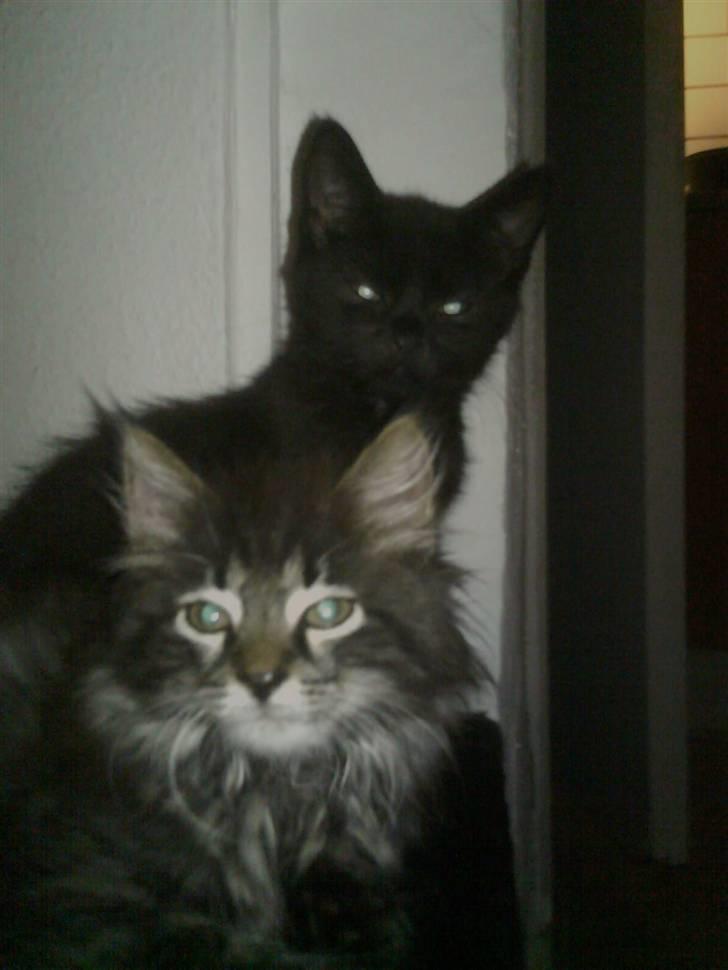 Blanding af racer Josefine billede 7