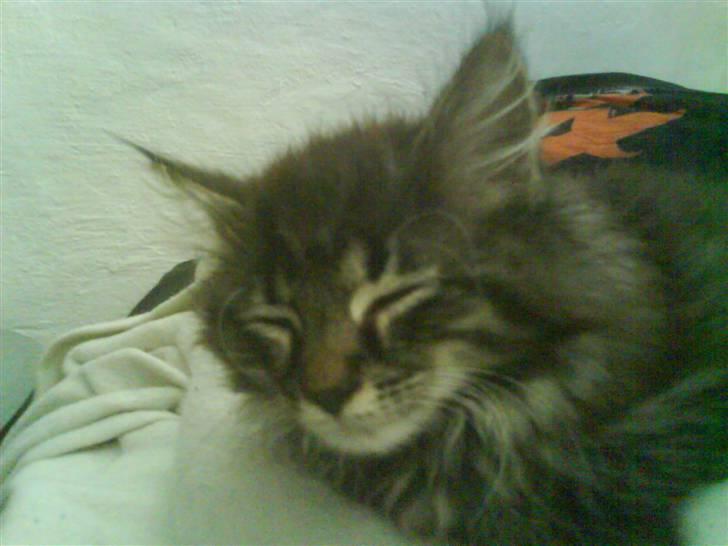 Blanding af racer Josefine billede 8