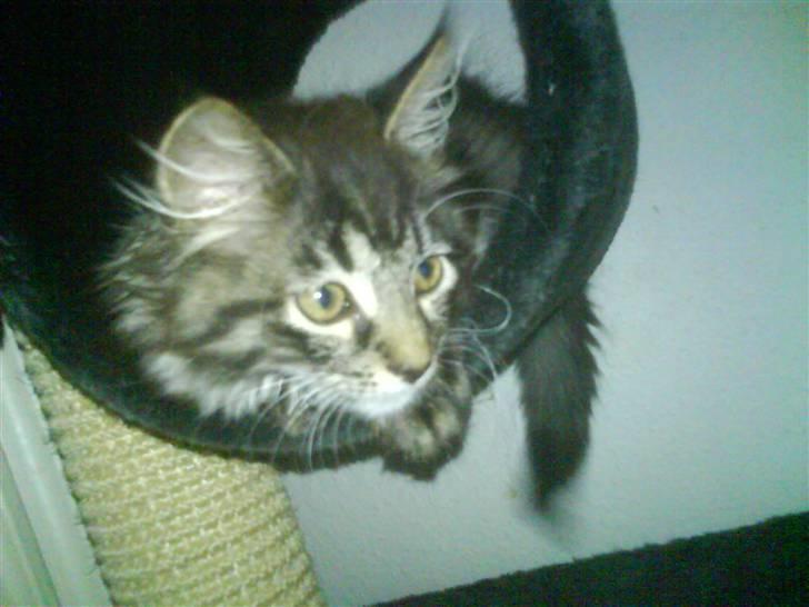 Blanding af racer Josefine billede 9