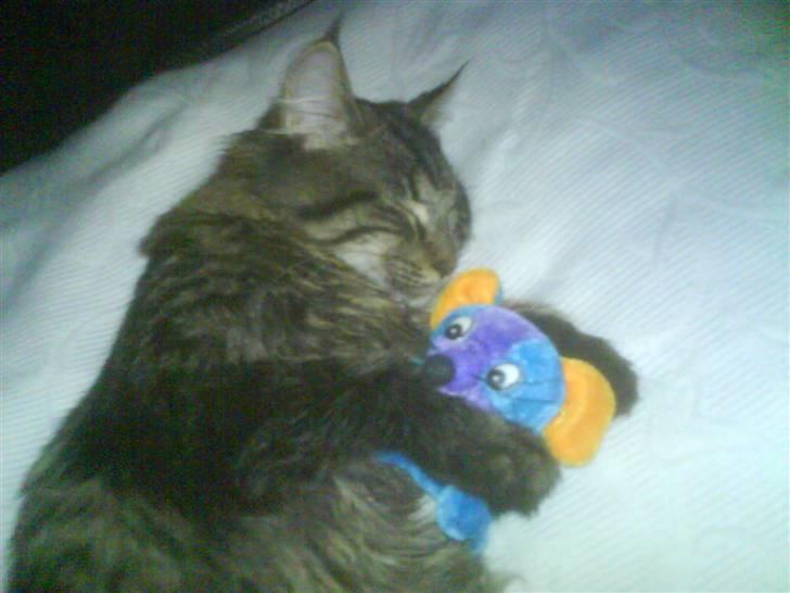 Blanding af racer Josefine billede 10