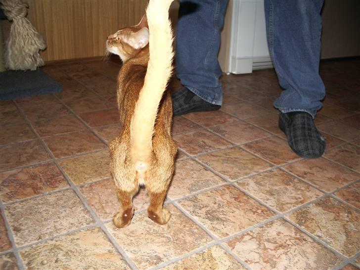 Abyssinier Alisia billede 2