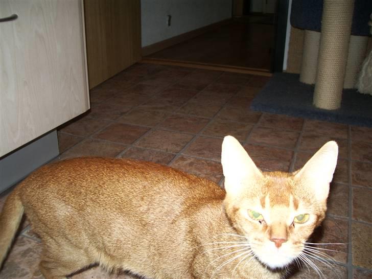 Abyssinier Alisia billede 3