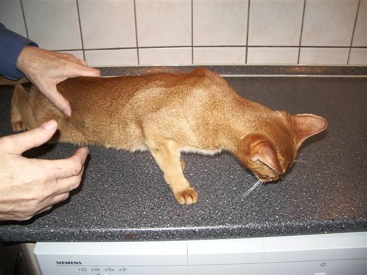 Abyssinier Alisia billede 4