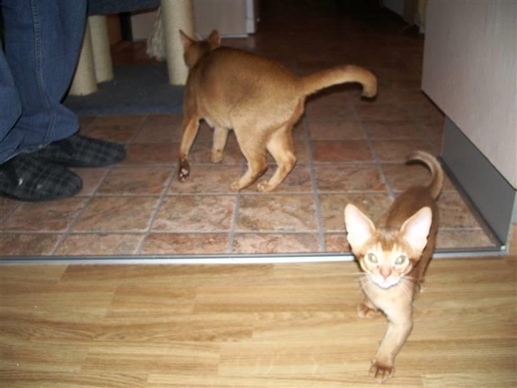 Abyssinier Alisia billede 5