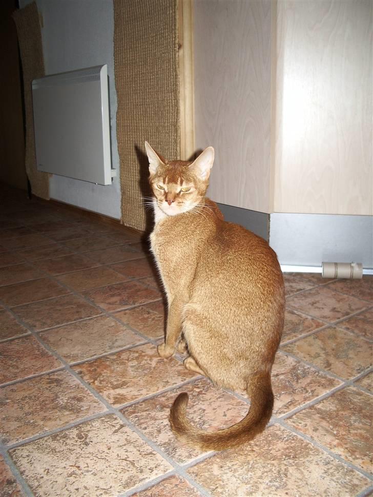 Abyssinier Alisia billede 6