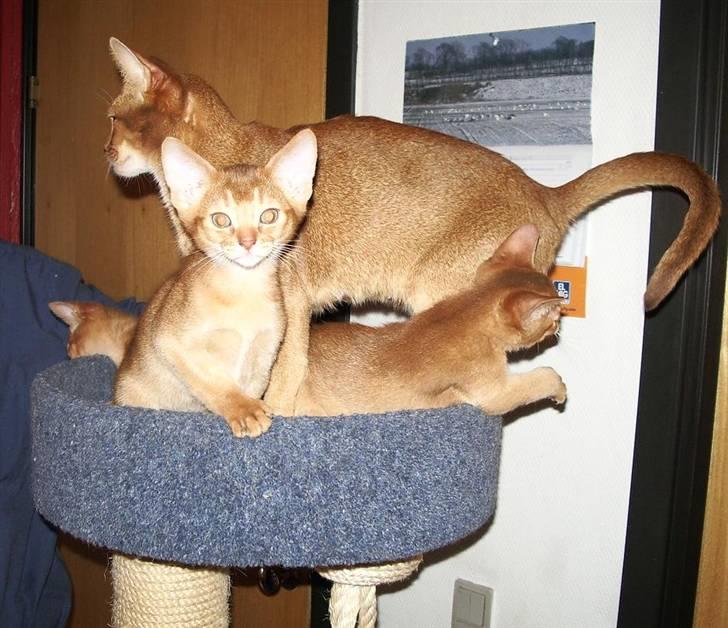 Abyssinier Alisia billede 7