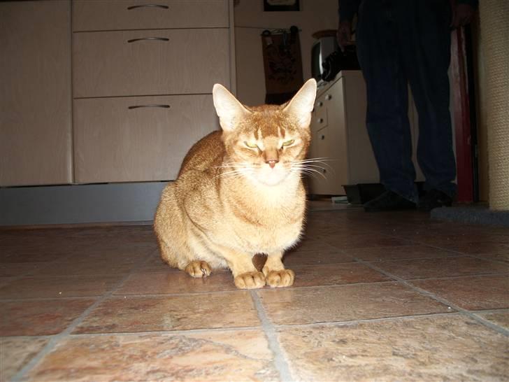 Abyssinier Alisia billede 8