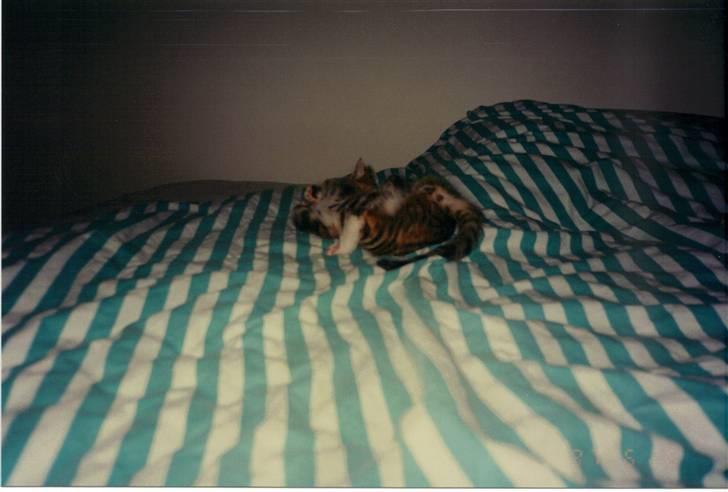 Huskat Fie *Er nu himmelkat* billede 6