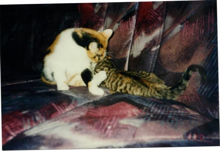 Huskat Fie *Er nu himmelkat* billede 7