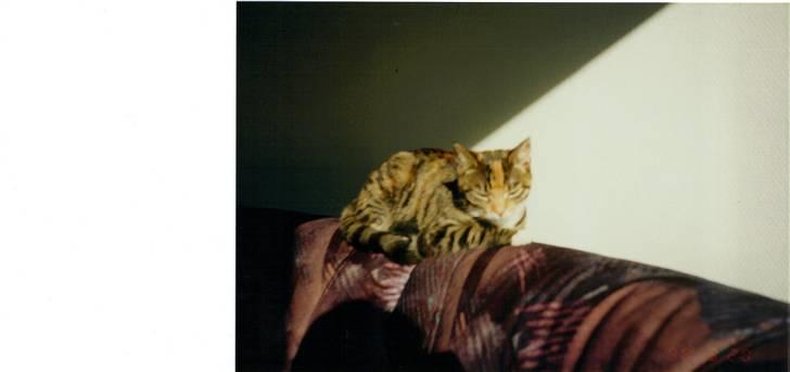 Huskat Fie *Er nu himmelkat* billede 9