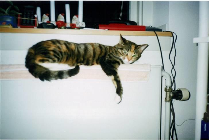 Huskat Fie *Er nu himmelkat* billede 12