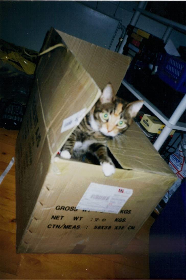 Huskat Fie *Er nu himmelkat* billede 13