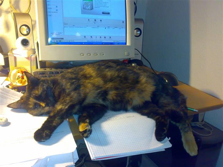 Blanding af racer Kronborgs Kisser billede 12