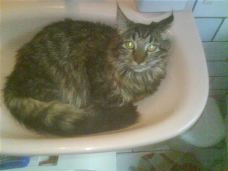 Blanding af racer Josefine billede 11