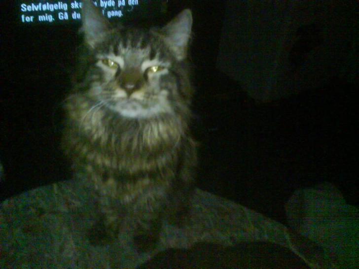 Blanding af racer Josefine billede 12