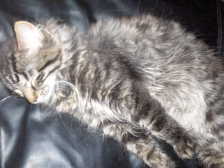 Blanding af racer Josefine billede 13