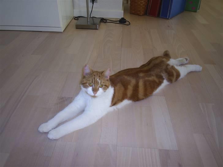 Blanding af racer Cosmo (DØD) - Hej! billede 2