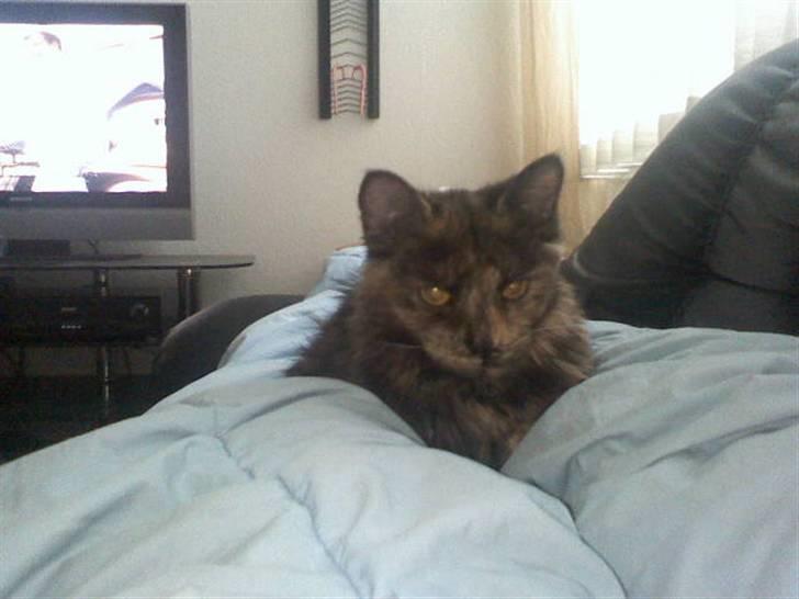 Norsk Skovkat Mischa billede 9