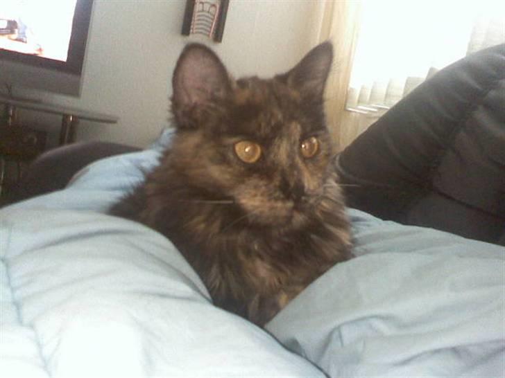 Norsk Skovkat Mischa billede 10