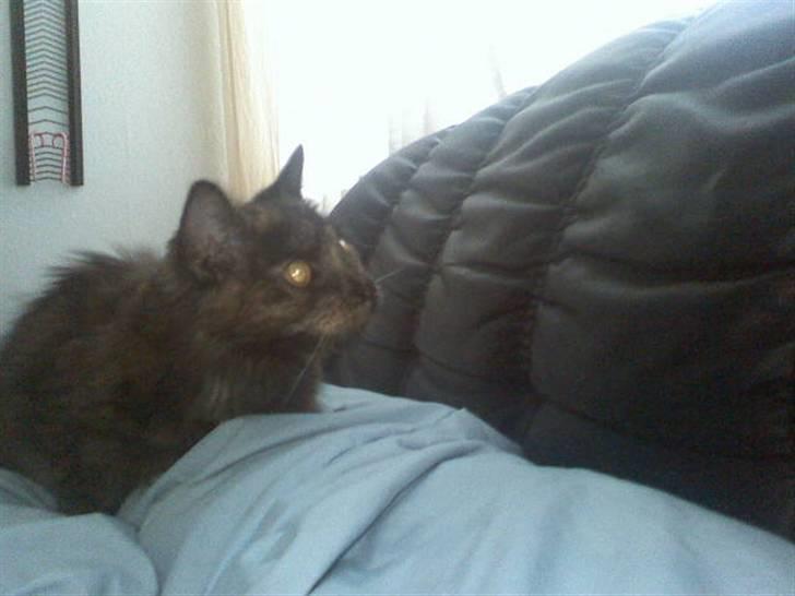 Norsk Skovkat Mischa billede 11