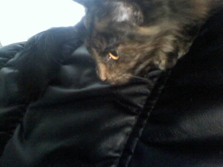 Norsk Skovkat Mischa - Her ligger Mischa på lur  billede 12