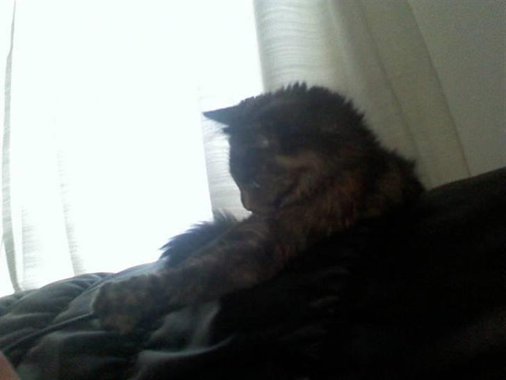 Norsk Skovkat Mischa - Skal vi lege? billede 13