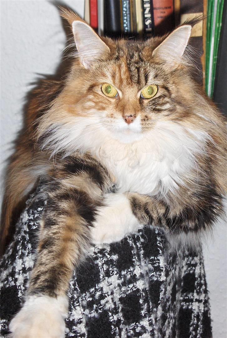 Maine Coon Mille billede 9