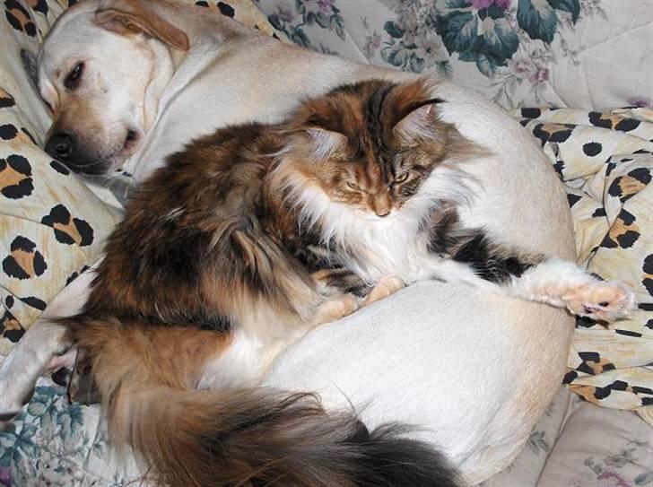 Maine Coon Mille billede 10