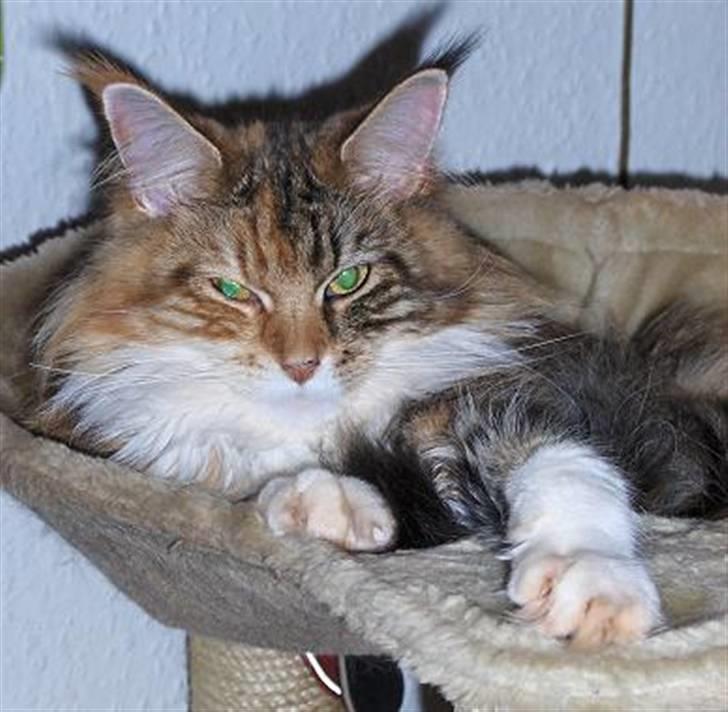 Maine Coon Mille billede 11
