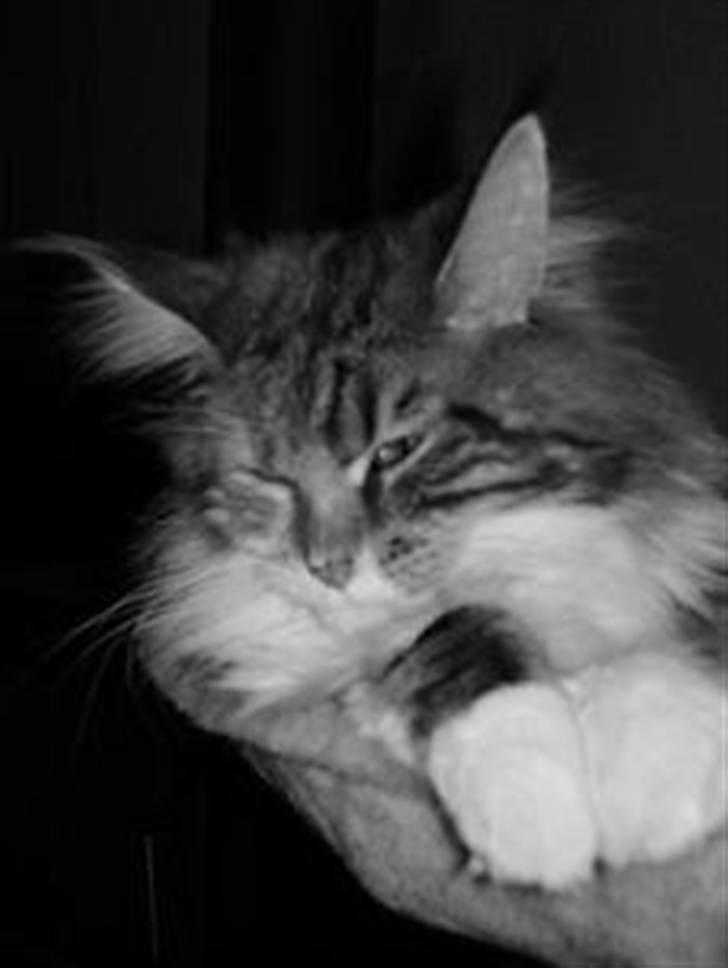 Maine Coon Mille billede 12