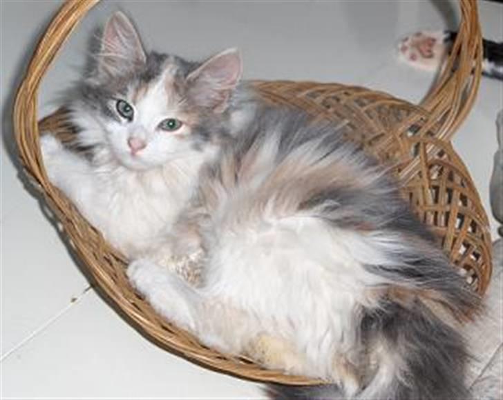 Blanding af racer Lille My billede 1